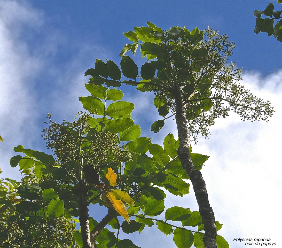 Polyscias repanda.bois de papaye .araliaceae.endémique Réunion.P1029894