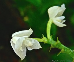 Polystachya concreta .( fleurs )orchidaceae.indigène Réunion.?P1029822