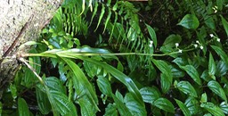 Polystachya concreta (au premier plan )orchidaceae.indigène Réunion.P1029815