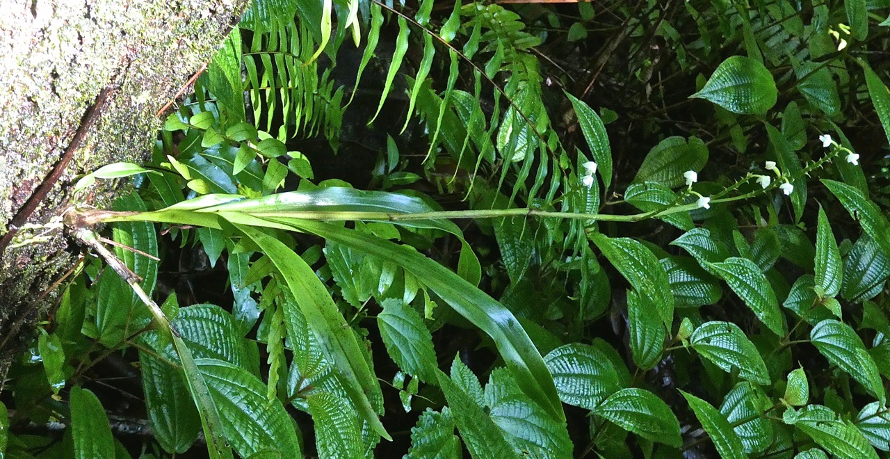 Polystachya concreta (au premier plan )orchidaceae.indigène Réunion.P1029815