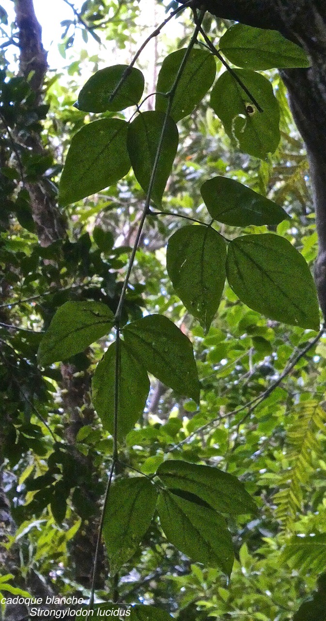 Strongylodon lucidus.liane cadoque.cadoque blanche.fabaceae.indigène Réunion.P1029575