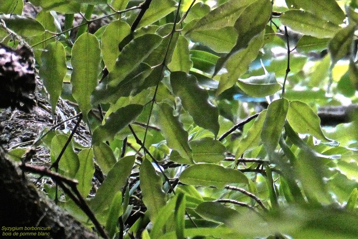 Syzygium borbonicum. bois de pomme blanc .( feuillage détail ) myrtaceae. endémique Réunion.P1029600