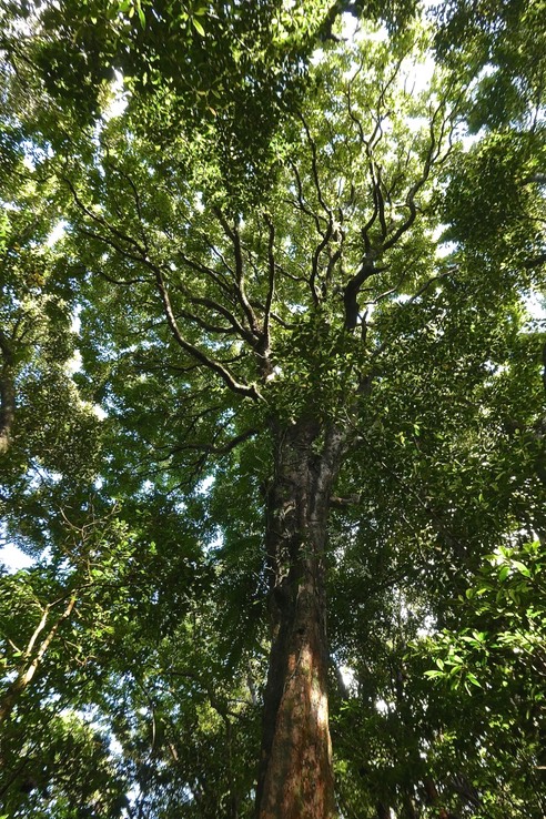 Syzygium borbonicum .bois de pomme blanc. (sommet du tronc et houppier .) myrtaceae.endémique Réunion.P1029594
