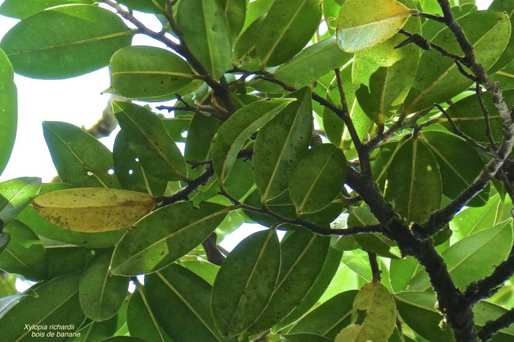 Xylopia richardii.bois de banane.( feuillage )annonaceae.endémique Réunion Maurice.P1029781