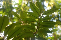 5686 Erythroxylum laurifolium Bois de rongue Erythroxylaceae Endémique Réunion, Maurice