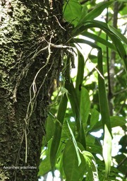 Aeranthes arachnites.orchidaceae.indigène Réunion.P1012067