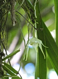 Aeranthes arachnites.orchidaceae.indigène Réunion.P1012083