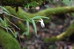 Angraecum mauritianum - Faux Faham - EPIDENDROIDEAE - Indigène Réunion