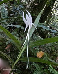 Angraecum mauritianum.orchidaceae.indigène Réunion.P1011984