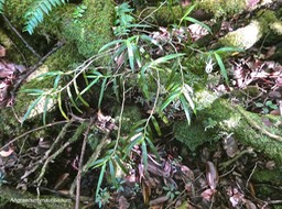 Angraecum mauritianum.orchidaceae.indigène Réunnion.P1011945