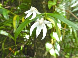 Angraecum mauritianum.orchidaceae.indigène Réunion.P1012220
