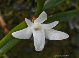 Angraecum pectinatum .orchidaceae.orchidaceae.indigène Réunion.P1012198