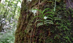 Angraecum pectinatumm - EPIDENDROIDEAE - Indigène Réunion
