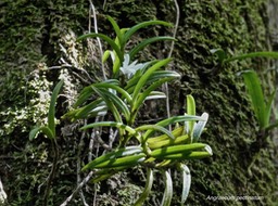 Angraecum pectinatum.orchidaceae.indigène Réunion.P1012090