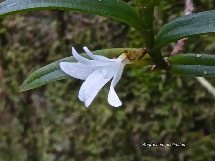 Angraecum pectinatum.orchidaceae.indigène Réunion P1012187