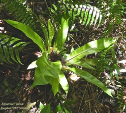 Asplenium nidus .fougère nid d'oiseau.aspleniaceae.indigène Réunion.P1012119