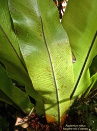 Asplenium nidus.fougère nid d'oiseau.(face inférieure des frondes détail )aspleniaceae.indigène Réunion.P1012121