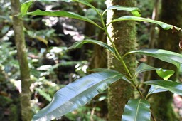 Calophyllum tacamahaca - Takamaka des hauts - CLUSIACEAE - Endémique Réunion, Maurice
