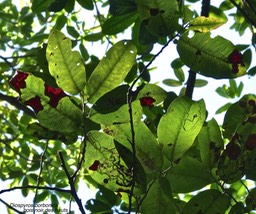 Diospyros borbonica.bois noir des hauts. ebenaceae.endémique Réunion.P1012052