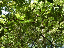 Diospyros borbonica.bois noir des hauts.(feuillage tacheté )ebenaceae.endémique Réunion.P1012046