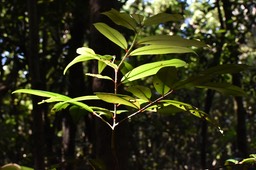 Erythroxylum laurifolium - Bois de rongue - ERYTHROXYLACEAE - Endémique Réunion, Maurice