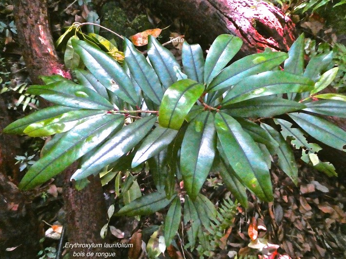 Erythroxylum laurifolium. bois de rongue.( jeune plant )erythroxylaceae.endémique Réunion Maurice.P1011879