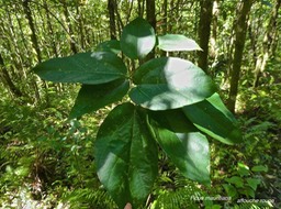 Ficus mauritiana .affouche rouge. moraceae.endémique Réunion Maurice.P1012031