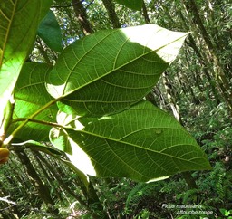 Ficus mauritiana.affouche rouge.(nervures prohéminentes en face inférieure de la feuille )moraceae.endémique Réunion Maurice.P1012040