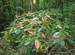 Labourdonnaisia calophylloides .petit natte .(feuillage )sapotaceae.endémique Réunion Maurice.P1012176