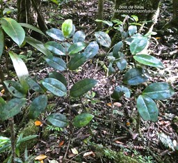 Memecylon confusum.bois de balai.melastomataceae.endémique Réunion.P1011932
