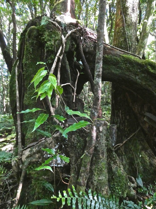 Ocotea obtusata .cannelle marron.(rejet sur une souche) lauraceae.endémique Réunion Maurice.P1011873