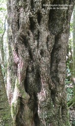 Sideroxylon borbonicum.bois de fer bâtard.natte coudine.(tronc détail )sapotaceae.endémique Réunion .P1011937