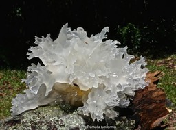Tremella fuciformis .tremelle fucus.champignon de la famille des tremellaceae P1012238