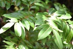 Xylopia richardii - Bois de banane - ANNONACEAE - Endémique Réunion, Maurice