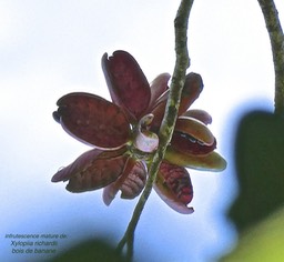 Xylopia richardii.bois de banane.(infrutescence avec fruits matures et ouverts.)annonaceae.endémique Réunion Maurice.P1012133