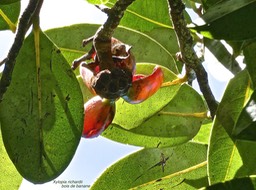 Xylopia richardii.bois de banane. annonaceae.endémique Réunion Maurice.P1012140