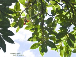 Xylopia richardii.bois de banane.(feuillage et restes de fruits d'un trés grand arbre) annonaceae.endémique Réunion MauriceP1012144