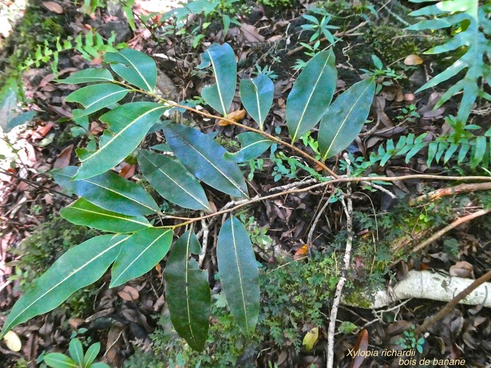 Xylopia richardii.bois de banane .(rameau d'un jeune plant )annonaceae.endémique Réunion Maurice.P1011922