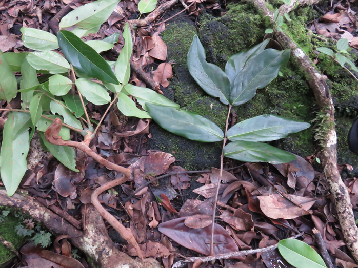 16.Cnestis glabra - Mafatamboa ou Mafatambois - Connaraceae