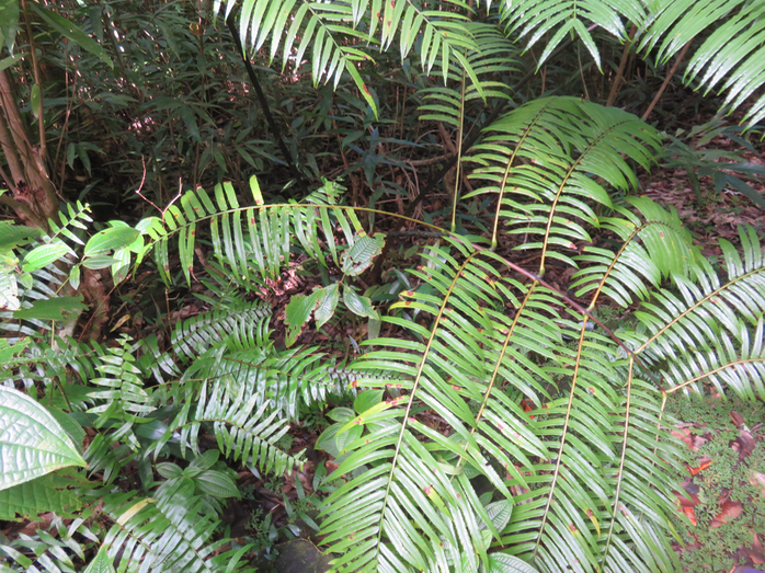 20. Ptisana fraxinea (Sm.) Murdock - Fougère tortue -  Marattiaceae - indigène Réunion