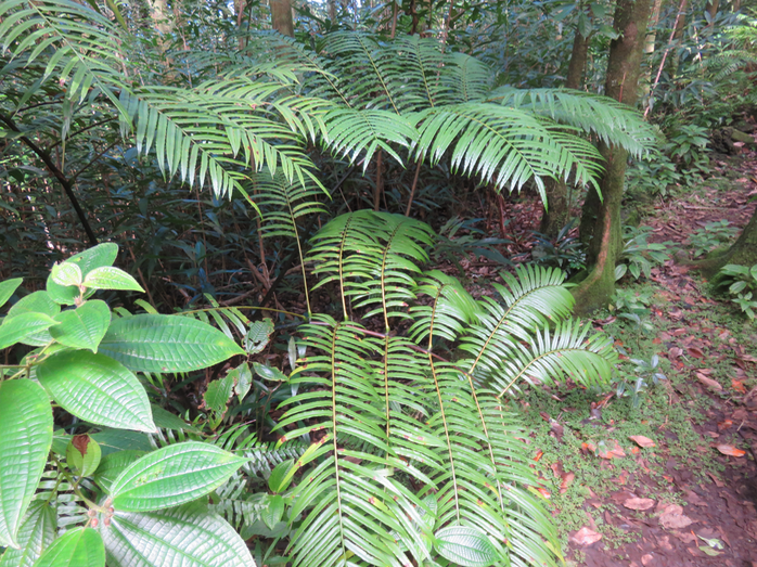 21. Ptisana fraxinea (Sm.) Murdock - Fougère tortue -  Marattiaceae - indigène Réunion