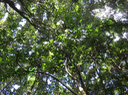 22. Ochrosia borbonica - Bois jaune - Apocynaceae  - endémique de la Réunion
