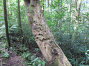 24. Martyr du Ochrosia borbonica - Bois jaune - Apocynaceae  - endémique de la Réunion