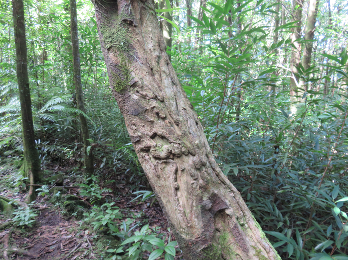 24. Martyr du Ochrosia borbonica - Bois jaune - Apocynaceae  - endémique de la Réunion