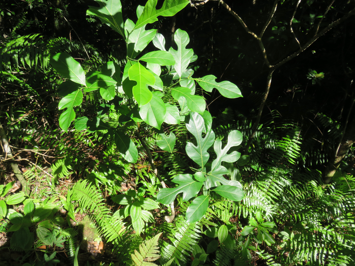 27. Le bien-nommé Artocarpus heterophyllus Lam. - Jacque - Moraceae - Exo.  : Inde, Bangladesh
