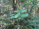 29. Hernandia mascarenensis - Bois blanc - Hernandiaceae - Endémique de La Réunion