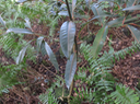 3. Tambourissa elliptica - Bois de bombarde; Bois de tambour -  Monnimiaceae