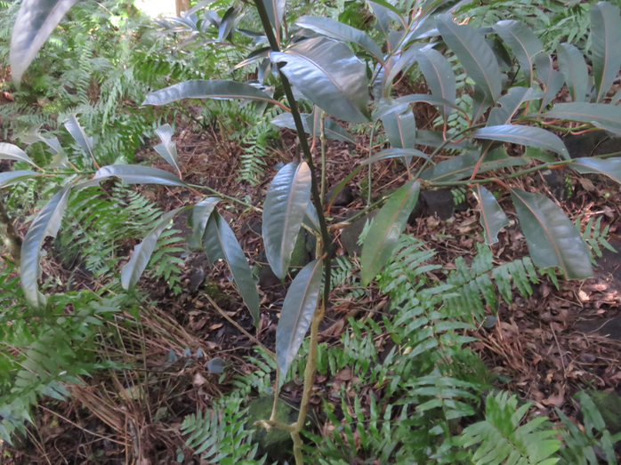 4. Tambourissa elliptica - Bois de bombarde; Bois de tambour -  Monnimiaceae