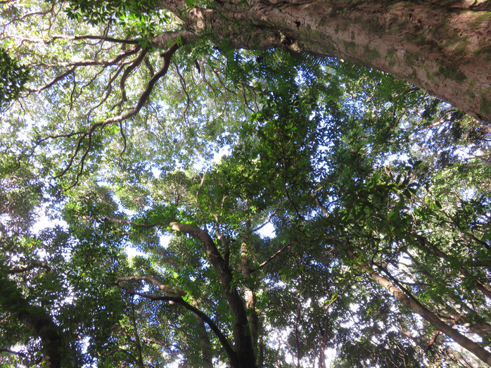 9. là-haut, les feuilles de Syzygium borbonicum  - Bois de pomme blanc - Myrtaceae  - Indigène