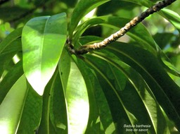 Badula barthesia .bois de savon.myrsinaceae. endémique Réunion.P1780513